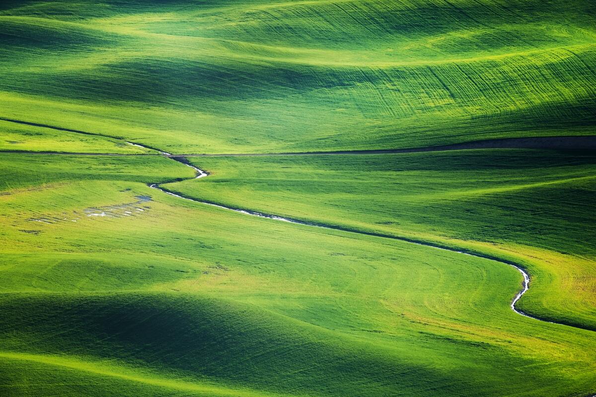 трава, зеленые,  луг