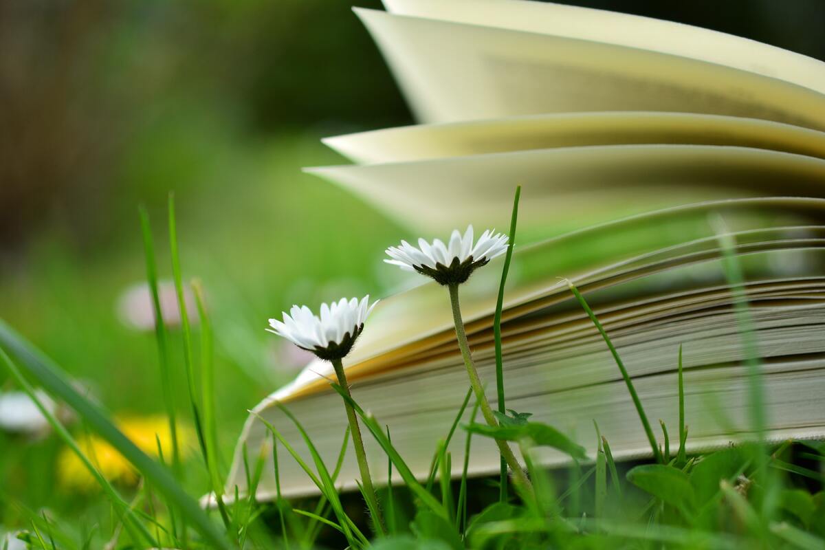 книга, страницы, 3д, 3d, ромашки, полевые цветы