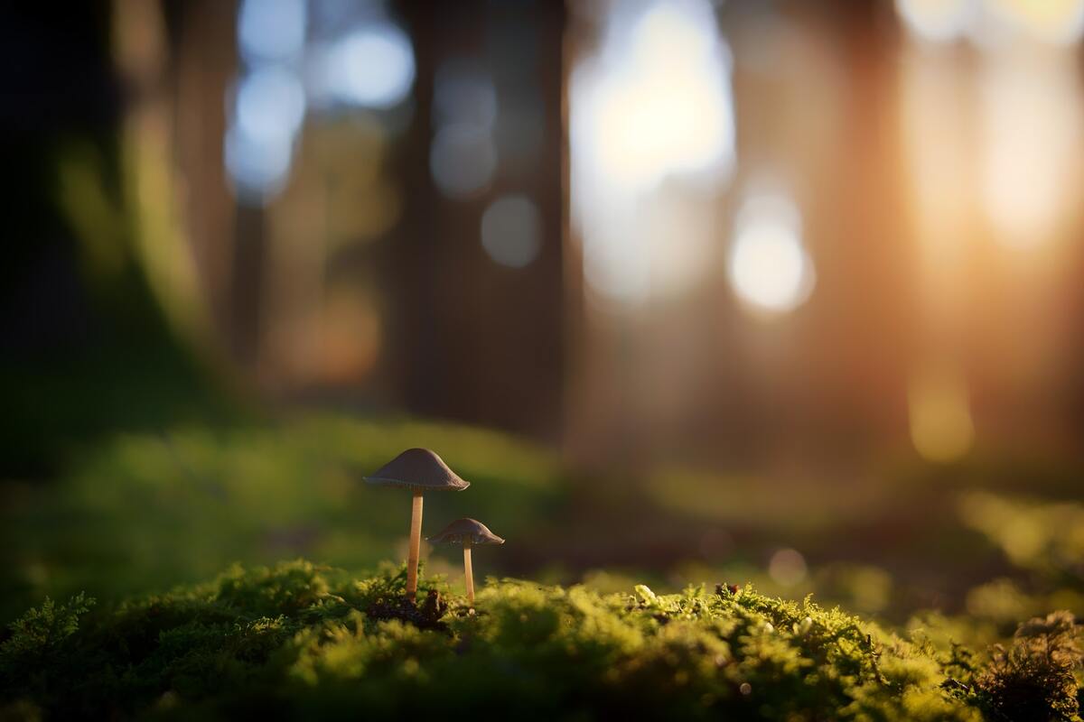 грибы, лесные грибы, поляна, лес, 3д, 3d