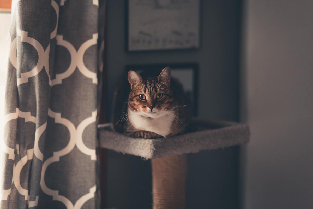 кот, кошка, животные, домашние животные, коты, кошки