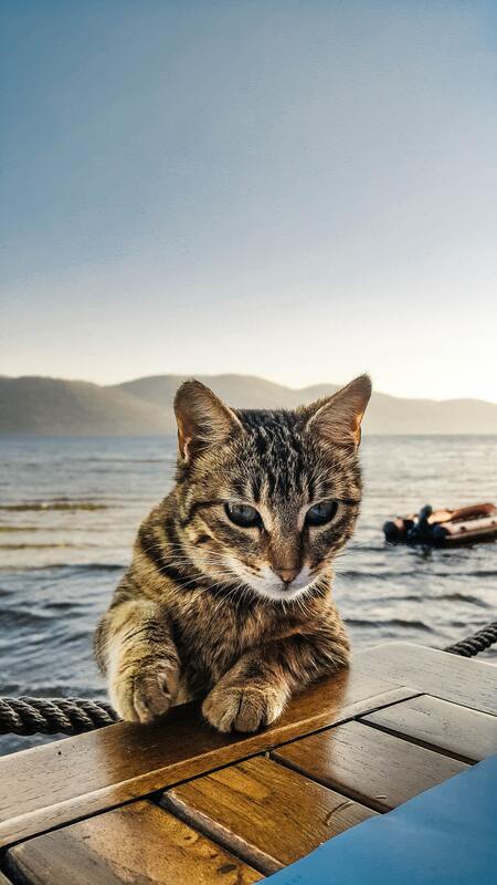 кот, кошка, животные, домашние животные, коты, кошки