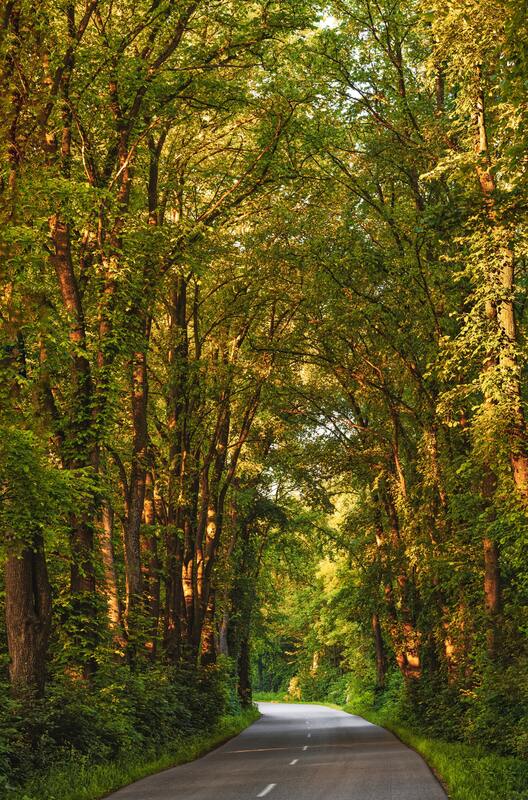 лес, деревья, дорога, трасса