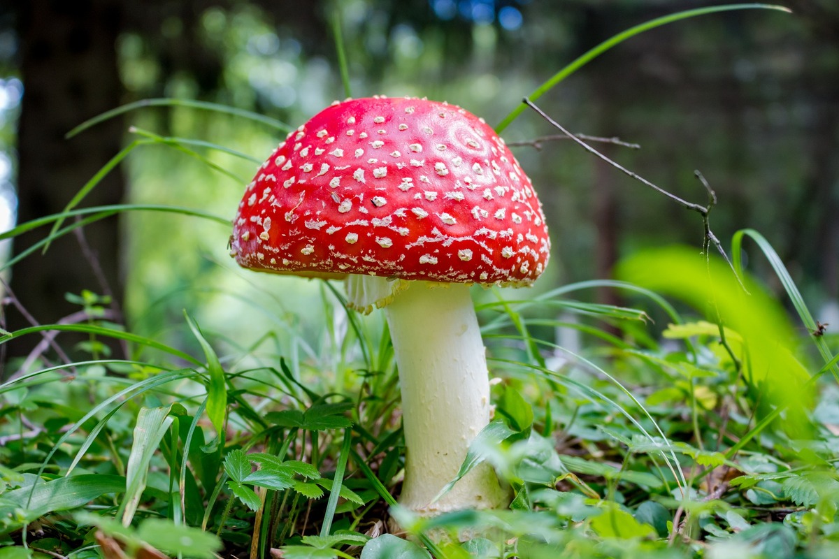 мухоморы, грибы, природа, лес