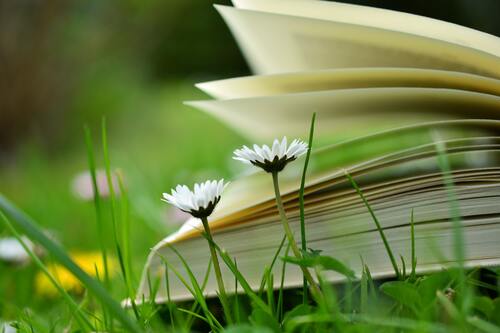 трава, зеленые, 3д, 3d, стереоскопические, луг, ромашки, книга, полевые цветы