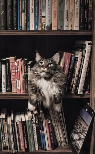 библиотека, книги, книжные полки, кот