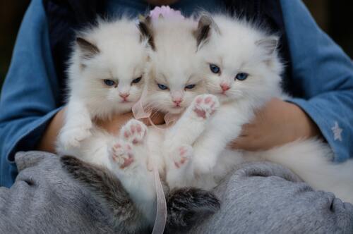 кот, кошка, животные, домашние животные, коты, кошки