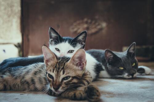 кот, кошка, животные, домашние животные, коты, кошки