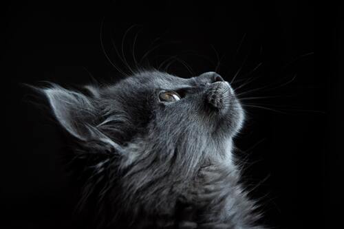 кот, кошка, животные, домашние животные, коты, кошки