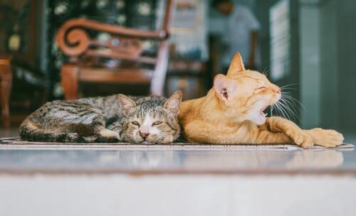 кот, кошка, животные, домашние животные, коты, кошки
