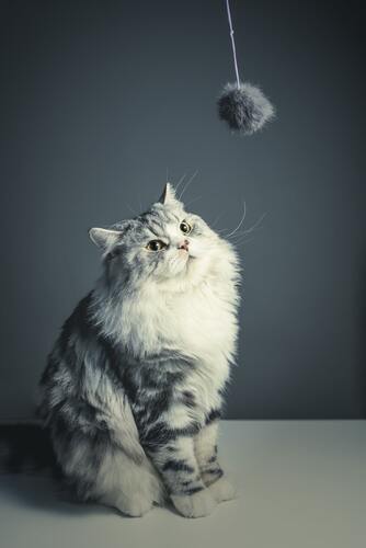 кот, кошка, животные, домашние животные, коты, кошки