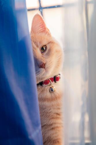 кот, кошка, животные, домашние животные, коты, кошки