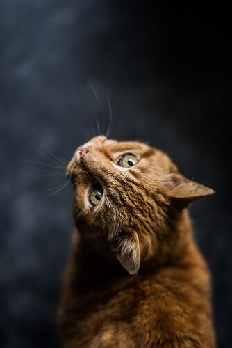 кот, кошка, животные, домашние животные, коты, кошки