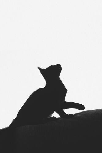 кот, кошка, животные, домашние животные, коты, кошки, черно белые