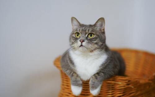 кот, кошка, животные, домашние животные, коты, кошки