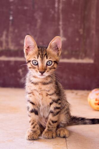 кот, кошка, животные, домашние животные, коты, кошки