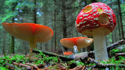 мухоморы, грибы, природа, лес