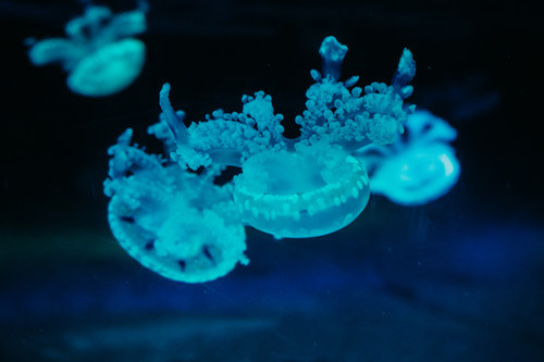 медуза, море, океан, вода